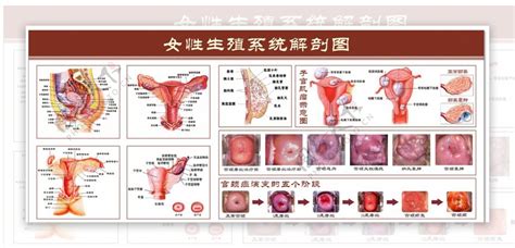 女人性器官|女性生殖系统解剖图（建议收藏）